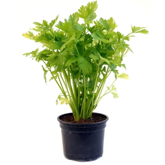 Apium graveolens var. rapaceum 'Hegykői' / Gumós zeller
