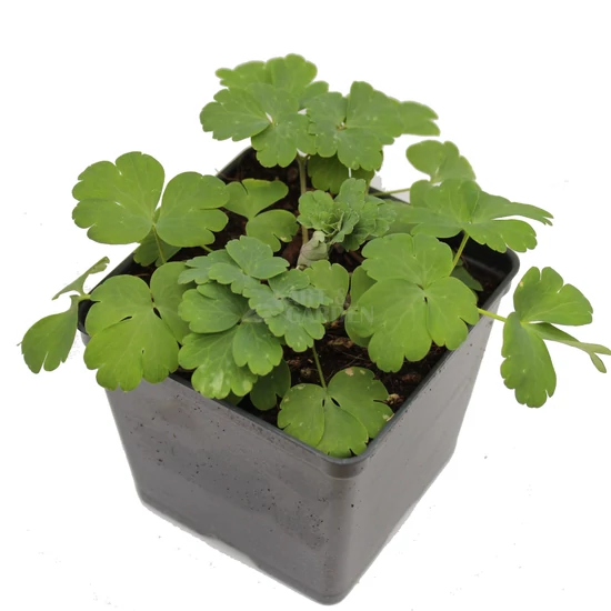 Aquilegia coerulea 'Biedermeier mix' / Harangláb mix