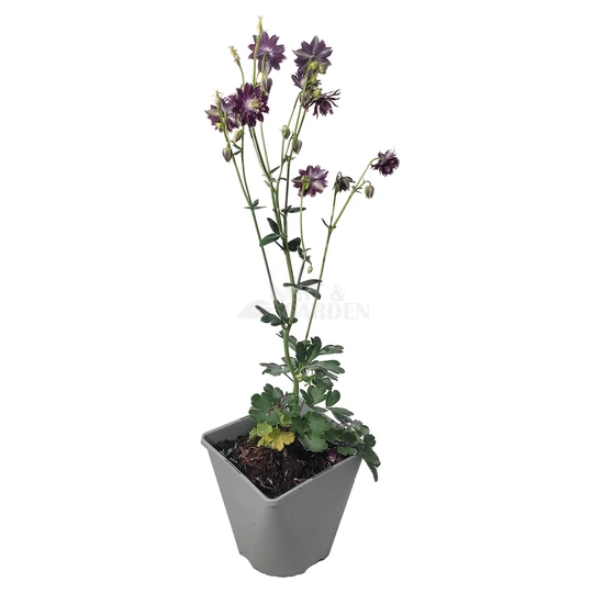 Aquilegia vulgaris 'Barlow Blue' / Harangláb 