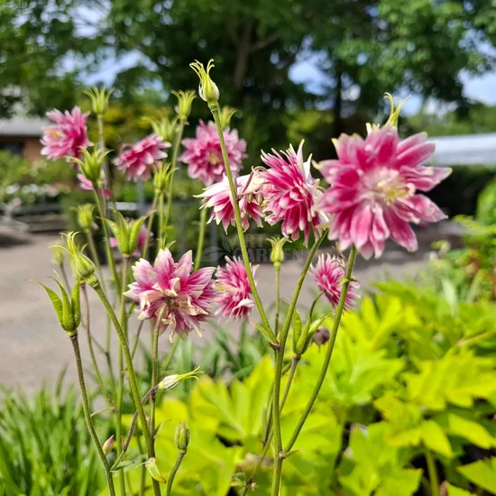 Aquilegia vulgaris 'Nora Barlow' / Harangláb 