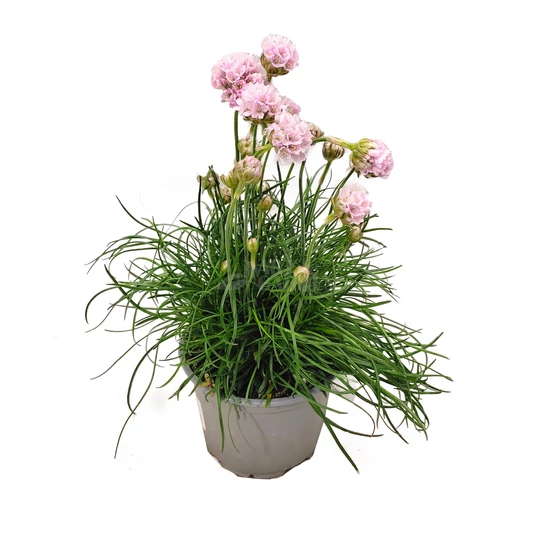 Armeria maritima 'Armada Pink' / Tengerparti pázsitszegfű
