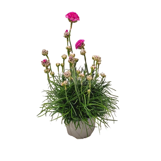 Armeria maritima 'Armada Rose' / Tengerparti pázsitszegfű