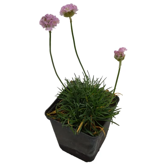 Armeria maritima 'Armada Rose' / Tengerparti pázsitszegfű
