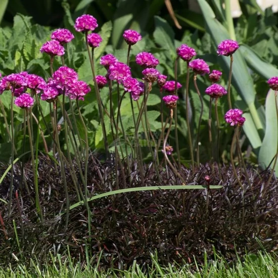Armeria maritima 'Vesuv' / Tengerparti pázsitszegfű
