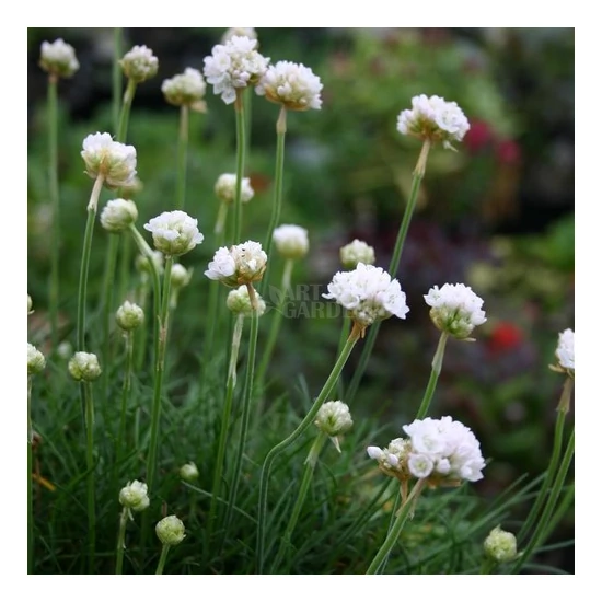 Armeria maritima 'Armada White' / Fehér virágú tengerparti pázsitszegfű