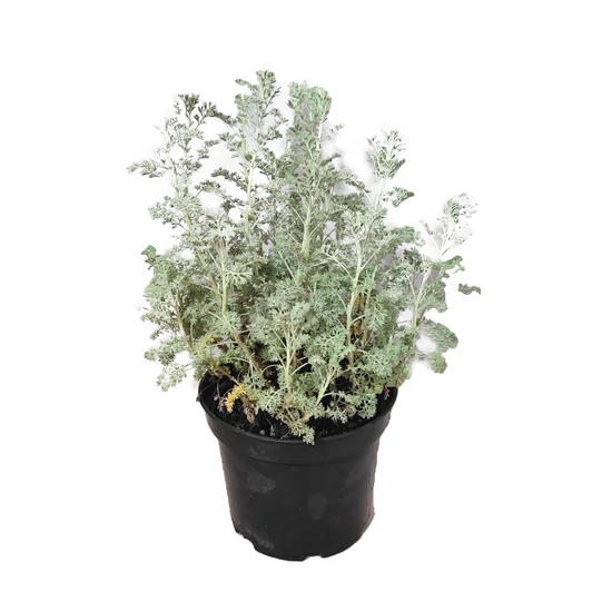 Artemisia arborescens 'Little Mice' / Ürömcserje