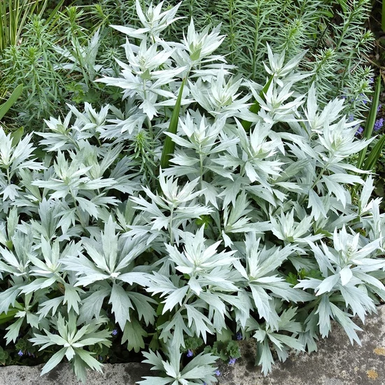 Artemisia ludoviciana 'Valerie Finnis' / Gyopáros üröm