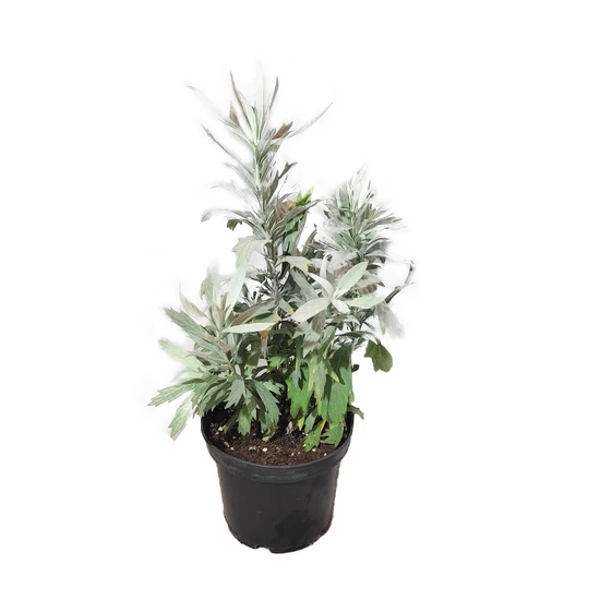 Artemisia ludoviciana 'Valerie Finnis' / Gyopáros üröm