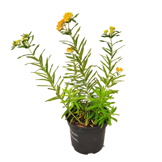 Asclepias tuberosa / Gumós selyemkóró