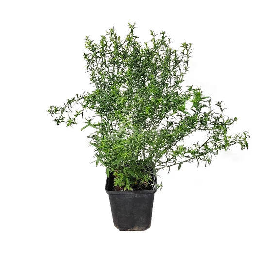 Aster dumosus 'Island Samoa' / Törpe őszirózsa