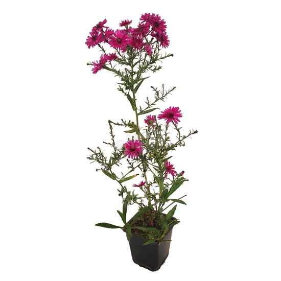 Aster dumosus 'Jenny' / Törpe őszirózsa