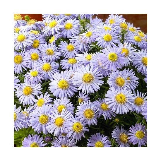 Aster dumosus 'Prof. Anton Kippenberg' / Évelő őszirózsa