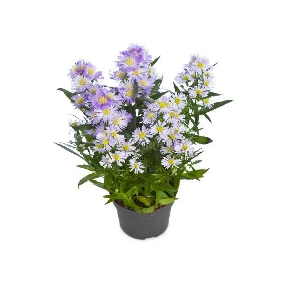 Aster dumosus 'Prof. Anton Kippenberg' / Évelő őszirózsa