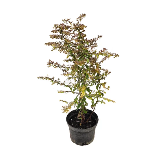 Aster lateriflorus 'Prince' / Őszirózsa