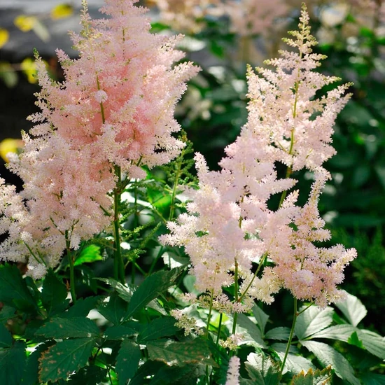 Astilbe japonica 'Europa' / Tollbuga