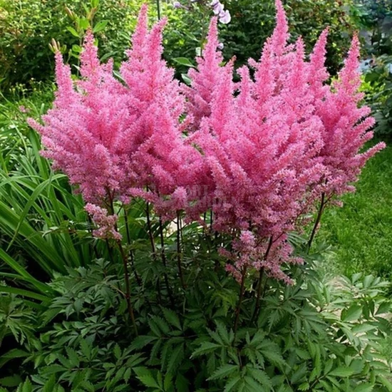 Astilbe x arendsii 'Gloria Purpurea' / Kerti tollbuga