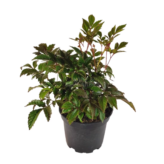 Astilbe x arendsii 'Zuster Theresa' / Rózsaszín virágú kerti tollbuga