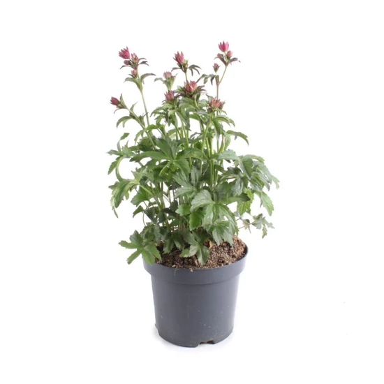 Astrantia major 'Claret' / Völgycsillag