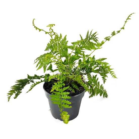 Athyrium filix-femina 'Lady in Red' / Erdei hölgypáfrány