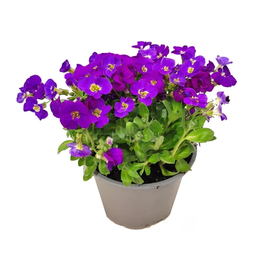 Aubrieta gracilis 'Kitte Blue' / Kékeslila virágszínű pázsitviola