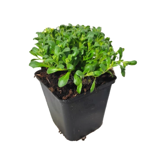 Aubrieta hybrida 'Regado White' / Fehér virágszínű pázsitviola