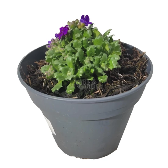 Aubrieta hybrida 'Axcent Blue' / Kék virágszínű pázsitviola