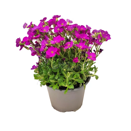 Aubrieta hybrida 'Axcent Lilac' / Rózsaszín virágszínű pázsitviola