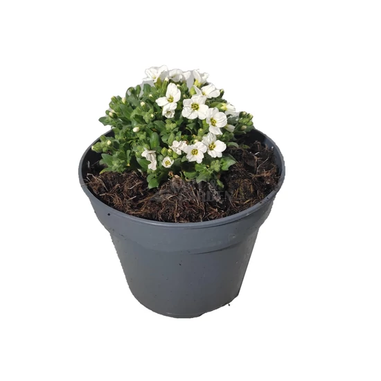Aubrieta hybrida 'Axcent White' / Fehér virágszínű pázsitviola