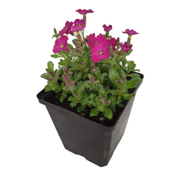 Aubrieta hybrida 'Glacier Red' / Ciklámen virágszínű pázsitviola