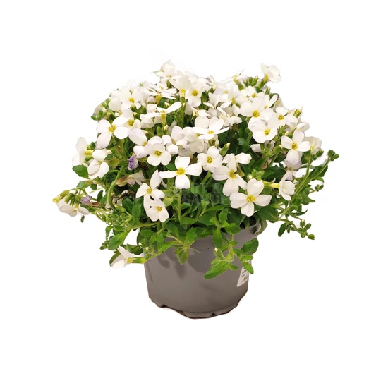 Aubrieta hybrida 'Regado White' / Fehér virágszínű pázsitviola