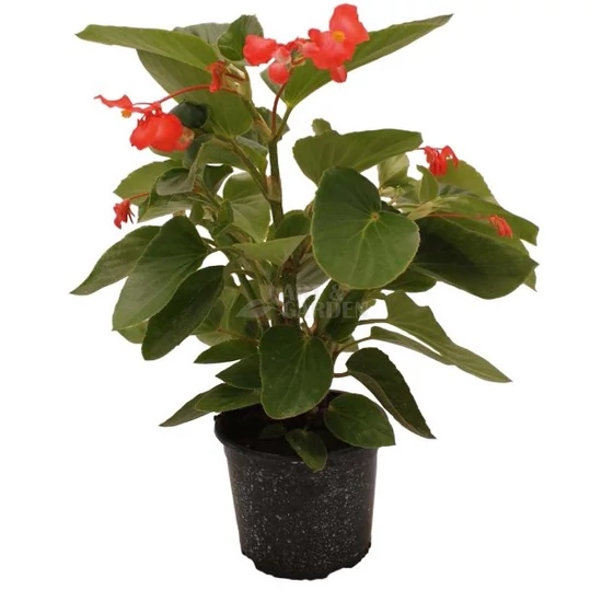 Begonia 'Dragon Wing' / Sárkány begónia