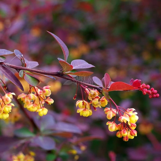 Berberis x ottawensis 'Superba' / Vérborbolya