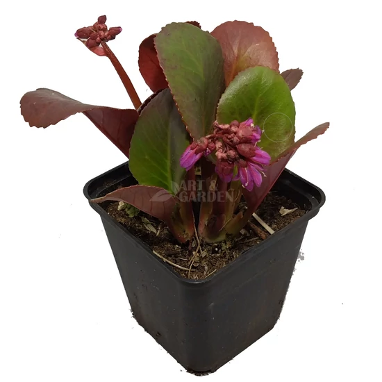 Bergenia cordifolia / Szívlevelű bőrlevél