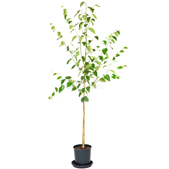 Betula utilis 'Jacquemonti' / Himalájai nyírfa