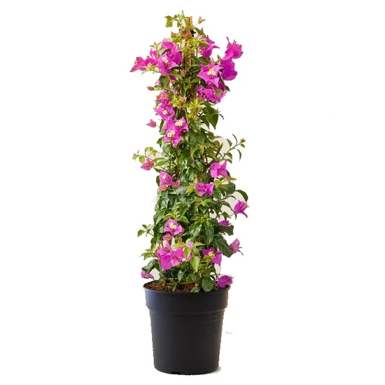 Bougainvillea 'Purple Queen' / Lila virágú murvafürt