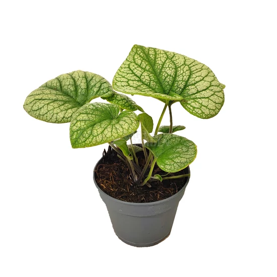 Brunnera macrophylla 'Jack the Giant' / Kaukázusi nefelejcs