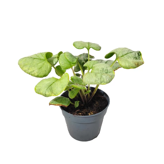 Brunnera macrophylla 'Looking Glass' / Kaukázusi nefelejcs