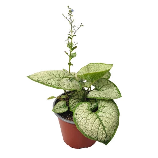 Brunnera macrophylla 'Sea Heart' / Kaukázusi nefelejcs