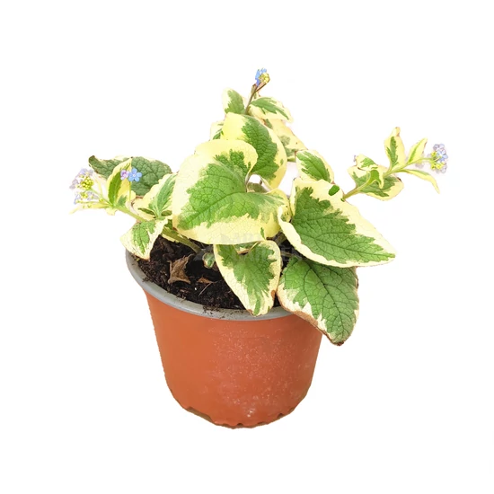 Brunnera macrophylla 'Variegata' / Kaukázusi nefelejcs
