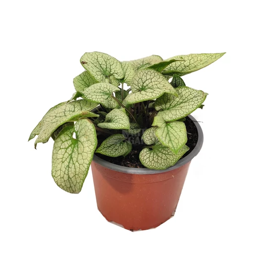 Brunnera macrophylla 'Sterling Silver' / Kaukázusi nefelejcs