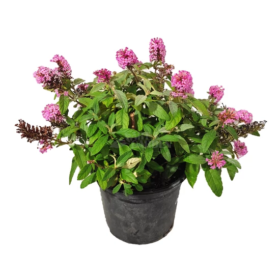 Buddleija davidii 'Butterfly Candy Little Pink' / Rózsaszín virágú törpe nyáriorgona