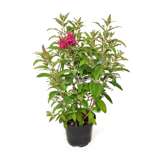 Buddleija davidii 'Butterfly Candy Little Ruby' / Rózsaszín virágú törpe nyáriorgona
