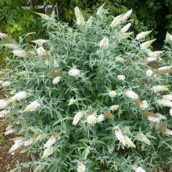 Buddleija davidii 'Nanho White' / Fehér virágszínű nyáriorgona