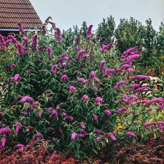 Buddleja davidii 'Border Beauty' / Nyáriorgona
