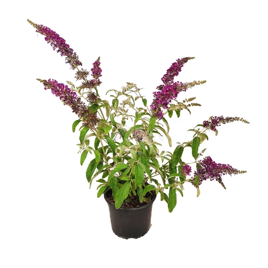 Buddleja davidii 'Summer Bird Magenta' / Törpe nyáriorgona