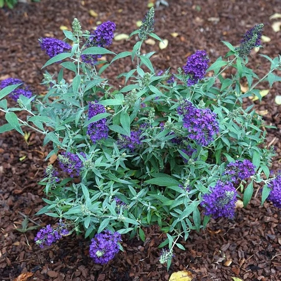 Buddleja davidii 'Summer Bird Sky Blue' / Törpe nyáriorgona