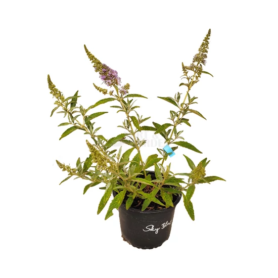 Buddleja davidii 'Summer Bird Sky Blue' / Törpe nyáriorgona