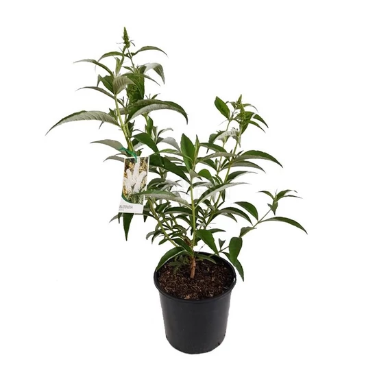 Buddleja 'Free Petite Snow White' / Fehér virágú törpe nyári orgona