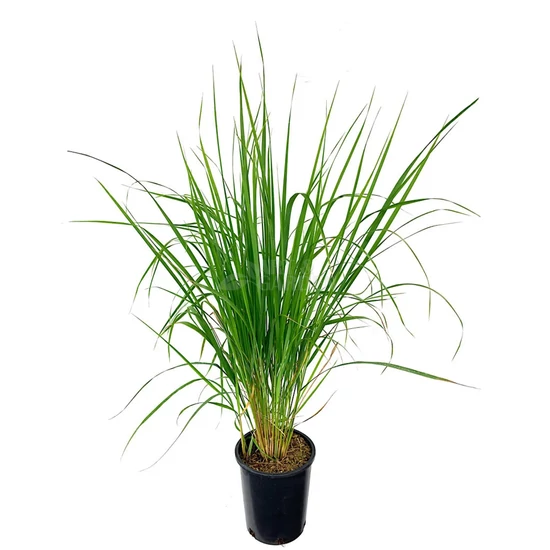 Calamagrostis brachytricha / Koreai nádtippan