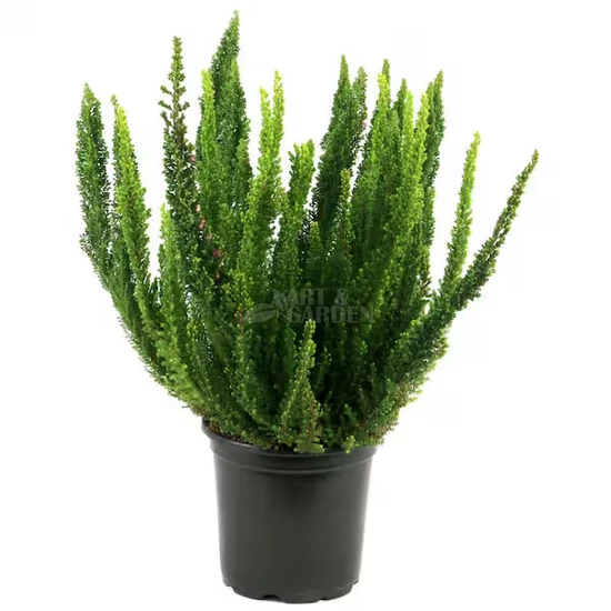 Calluna vulgaris / Közönséges csarab (zöld)